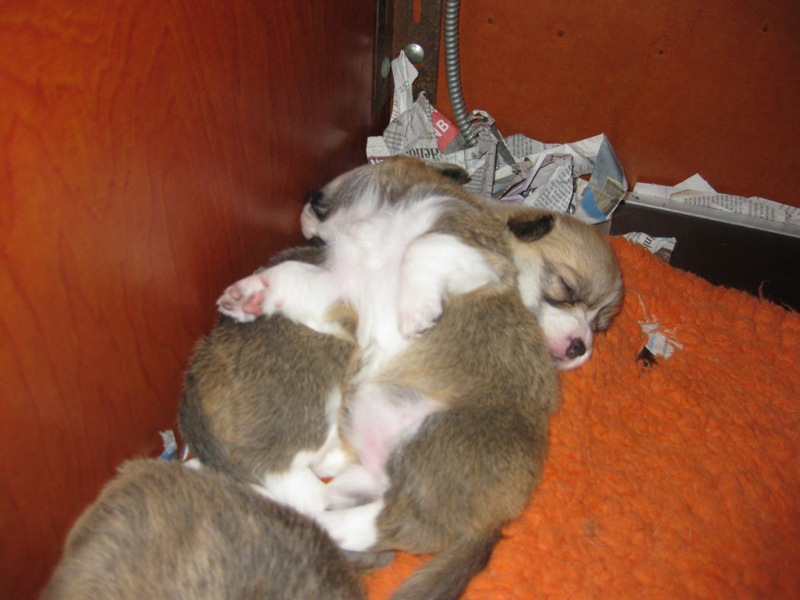 Puppies
